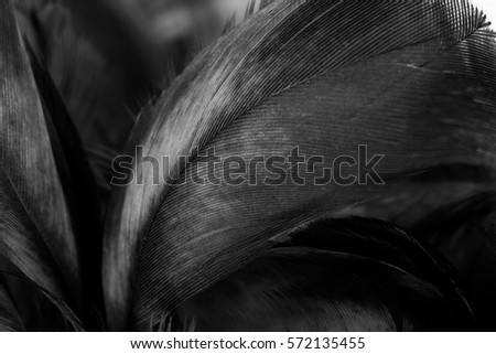 feather dark black with light abstract background