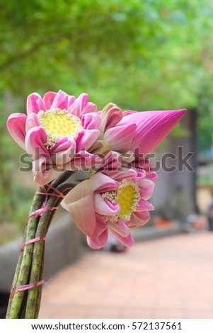 Beautiful pink lotus flower bouquet isolated for worship at Thai Buddhist temple