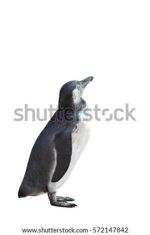 Penguin on isolated background.