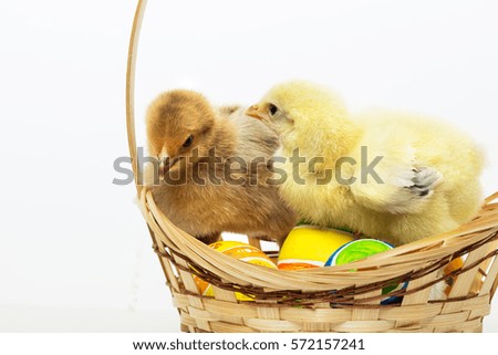 Little chicks and Easter eggs on white background