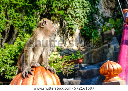 A monkey sitting on the wall at the Batu Caves temple on the Thaipusam festival in Selangor Malaysia.