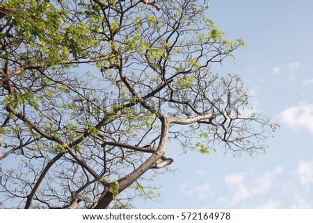 The branches and blue sky