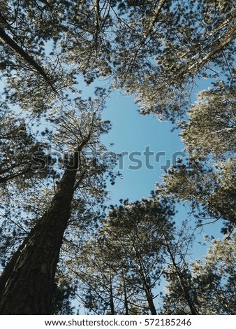 Trees in forest, Thailand