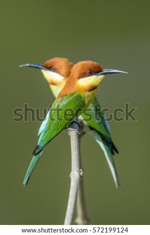 Beautiful bird Chestnut-headed-Bee-eater