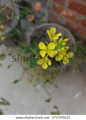  Mustard flowers