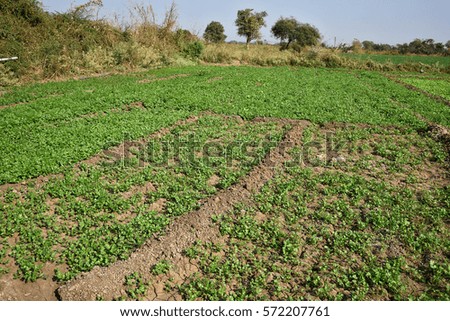 Fresh green coriander in garden or farm