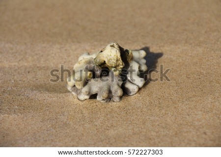 Coral Reef on The Sand