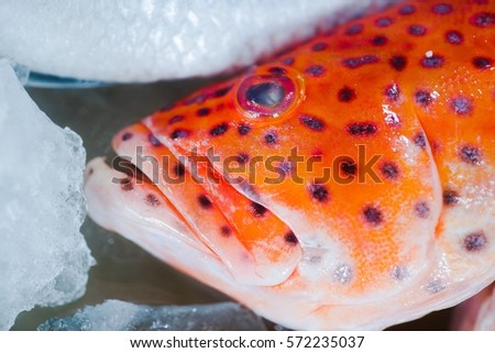Fish head in ice, fish market closeup photo