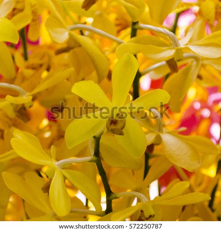 Oncidium yellow Orchid Flowers, Dancing Lady orchid