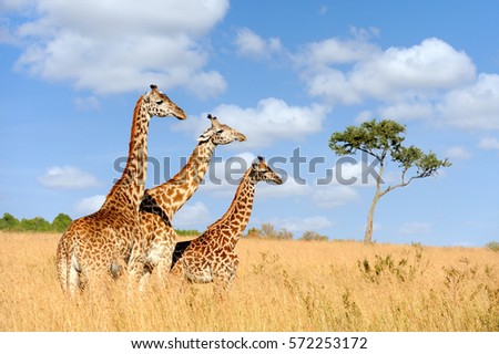 Close giraffe in National park of Kenya, Africa