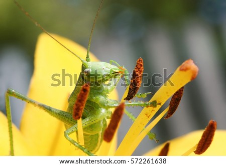 green grasshopper collects pollen from a yellow flower