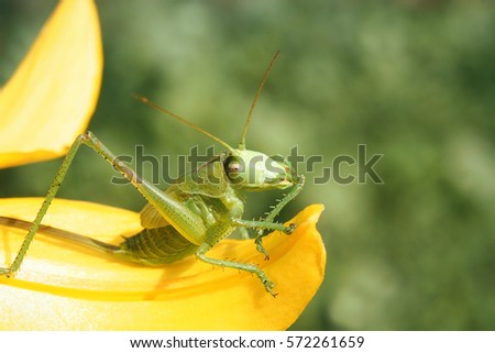 green grasshopper collects pollen from a yellow flower