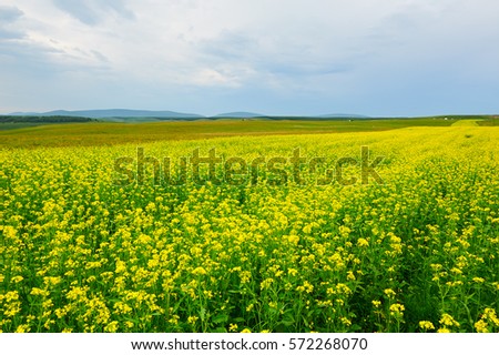 The grassland rape flowers scenic.The photo was taken in Toad dam scenic spot Hexigten Banner Chifeng city Inner Mongolia Autonomous Region,China.