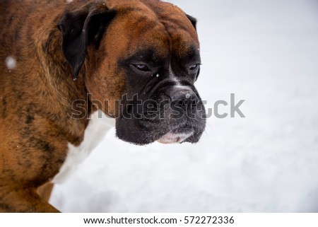 Beautiful boxer portrait. Picture taken during a snowy winter day.