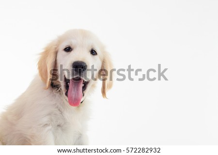 closeup picture of a panting golden labrador retriever puppy with mouth open and tongue exposed