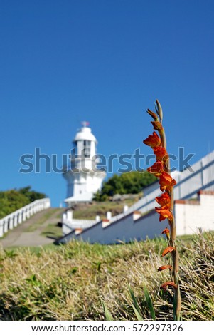 Gladiolus flower in South west rocks - Smoky cape lighthouse, Australia, NOV 2016                          
