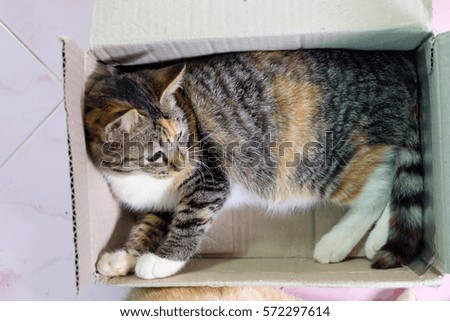 A kitten plays in the cardboard box.