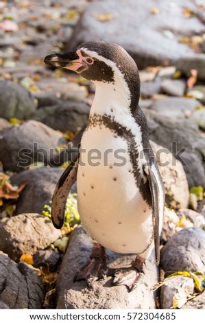 penguins in their natural habitat