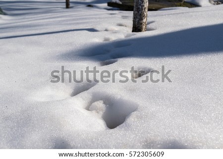 steps on the snow