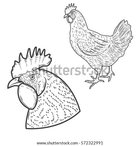 Chicken illustrations isolated on white background. Design elements for logo, label, badge, sign. Vector illustration