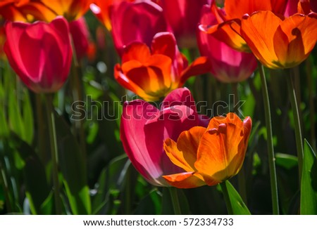 Beautiful spring flowers, colorful tulips. Floral Background
