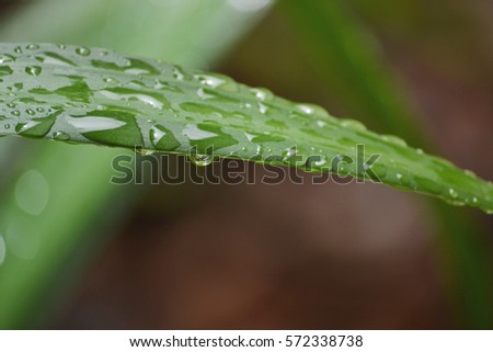 Detail of rain drops on cordylines plant after a rain shower.