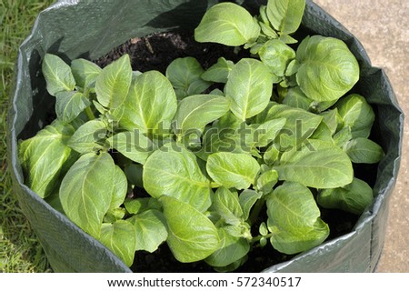 Potatoes growing in a space saving patio bag or vegetable grow bag of compost. Variety Charlotte, a waxy salad variety suited to containers.