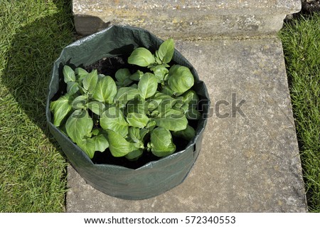Container growing potatoes in a space saving patio bag of compost. Variety Charlotte, a waxy salad variety suited to containers.