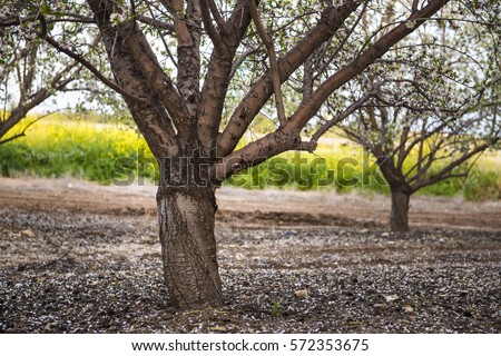 Almond tree garden blooming with pink and white flowers in orchard with petals covering the ground appearing like snow, view through tunnel between rows of trees. Latrun, Israel