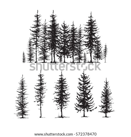  Conifers sketch set, hand drawing graphic forest, isolated vector illustration, silhouette elements black and white