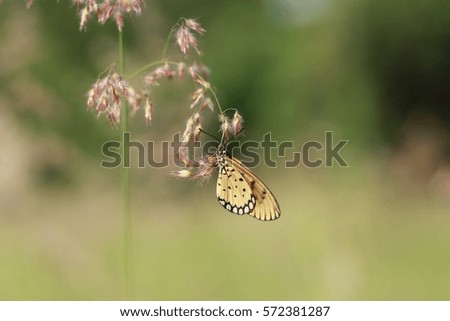 butterfly 
