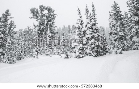 Winter landscape. Cedars and fir snow in cloudy weather