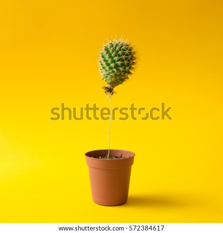 Cactus balloon in a plant pot. Creative minimal concept.