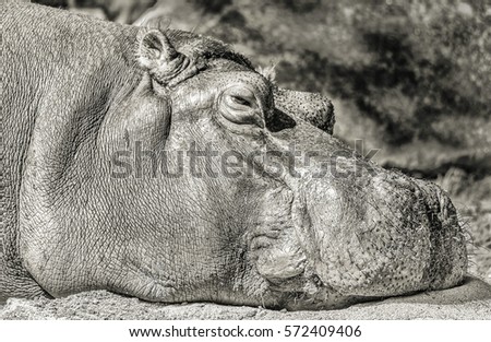monochrom high key picture of an impressive hippo - relaxing in sunlight
