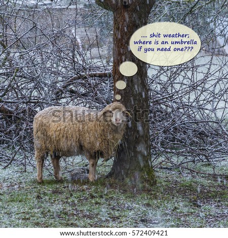 picture like a cratoon - sheep standing outside on bad weather and is thinking