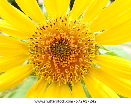Close up beautiful sunflower