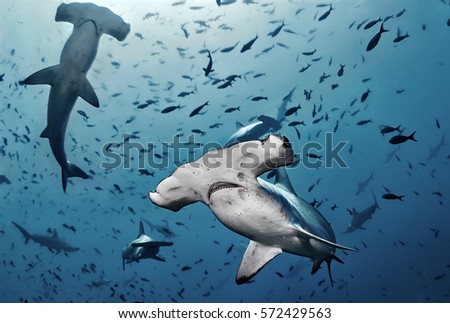 Hammerhead shark, Cocos island, Costa Rica/Close Contact Royalty-Free Stock Photo #572429563