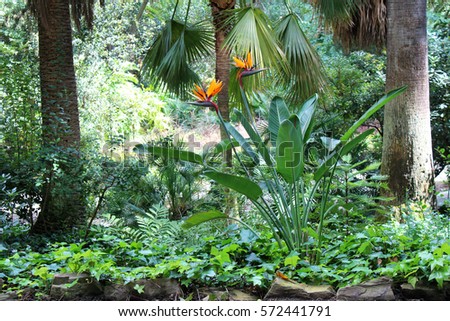 Beautiful bird of paradise flowers growing in the garden on sunny summer day. Natural floral background Royalty-Free Stock Photo #572441791