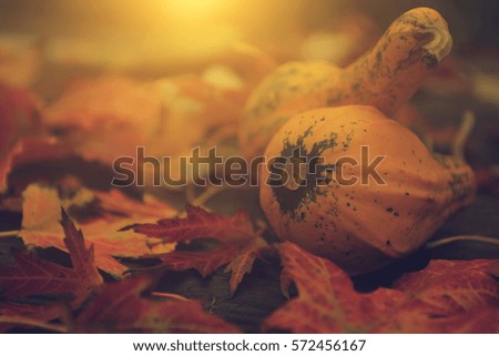 Pumpkins and autumn leaves in sunset