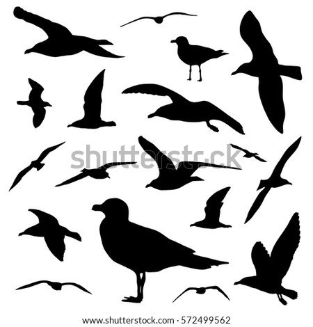 Seagull silhouette set isolated on white background vector