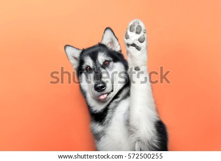 dog raise a paw up Royalty-Free Stock Photo #572500255