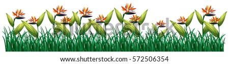 Bird of paradise flowers in bush illustration