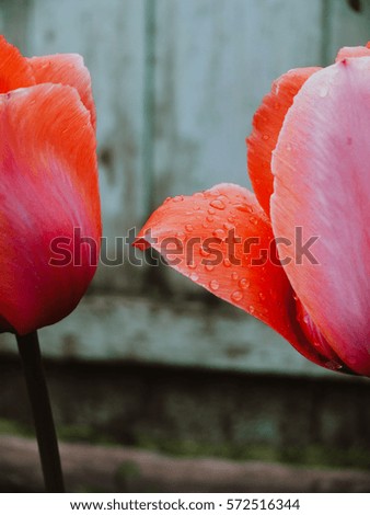 Dissolve the tulips in the garden, on the delicate petals of fresh drops of rain.