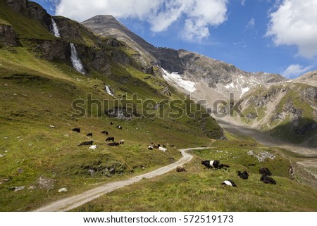 Cattle on pasture in the mountains
