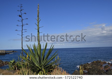 Agave inflorescence (Agave americana) with blue heaven and sea in background, picture from Puerto de la cruz.