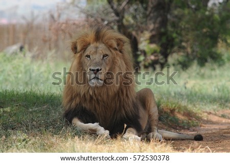lions in south africa 