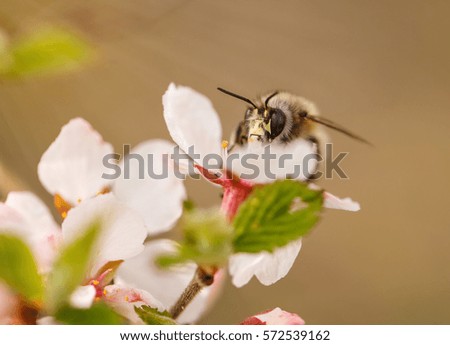 Bee on a flower of the white cherry blossoms in spring sunny day.