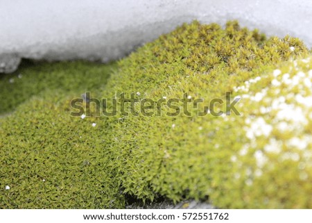 moss and snow