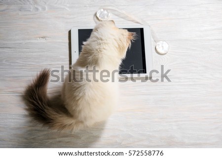 Kitten playing with a tablet