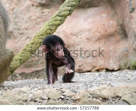 Baby Baboon Standing